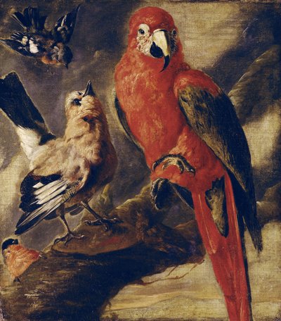 Macaw and Bullfinch by Flemish School